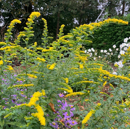 Solidago rugosa Fireworks - AGM - Champion Plants