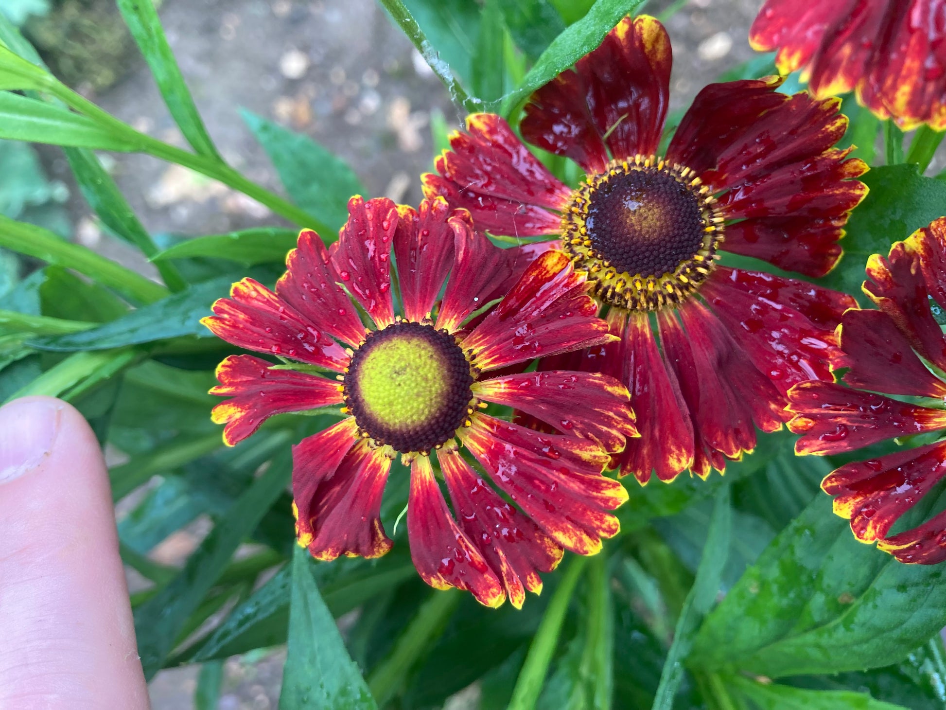 Helenium Potters Wheel - Champion Plants