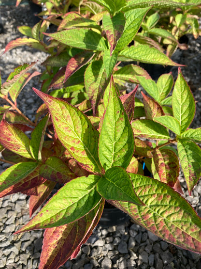 Hydrangea serrata Blue Bird - Champion Plants