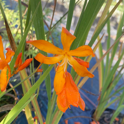 Crocosmia 'Golden Ballerina' - Champion Plants