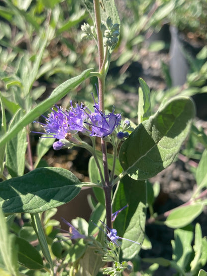 Caryopteris x cland. Dark Knight - Champion Plants