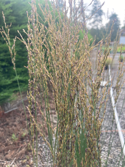 Molinia caerulea Heidebraut - Champion Plants