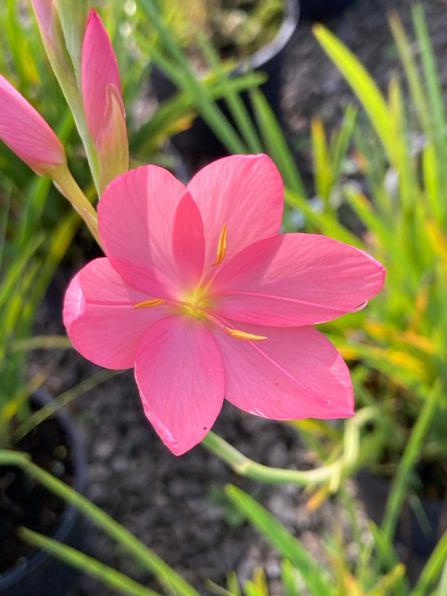 Hesperantha coccinea 'Sunrise' - AGM - Champion Plants