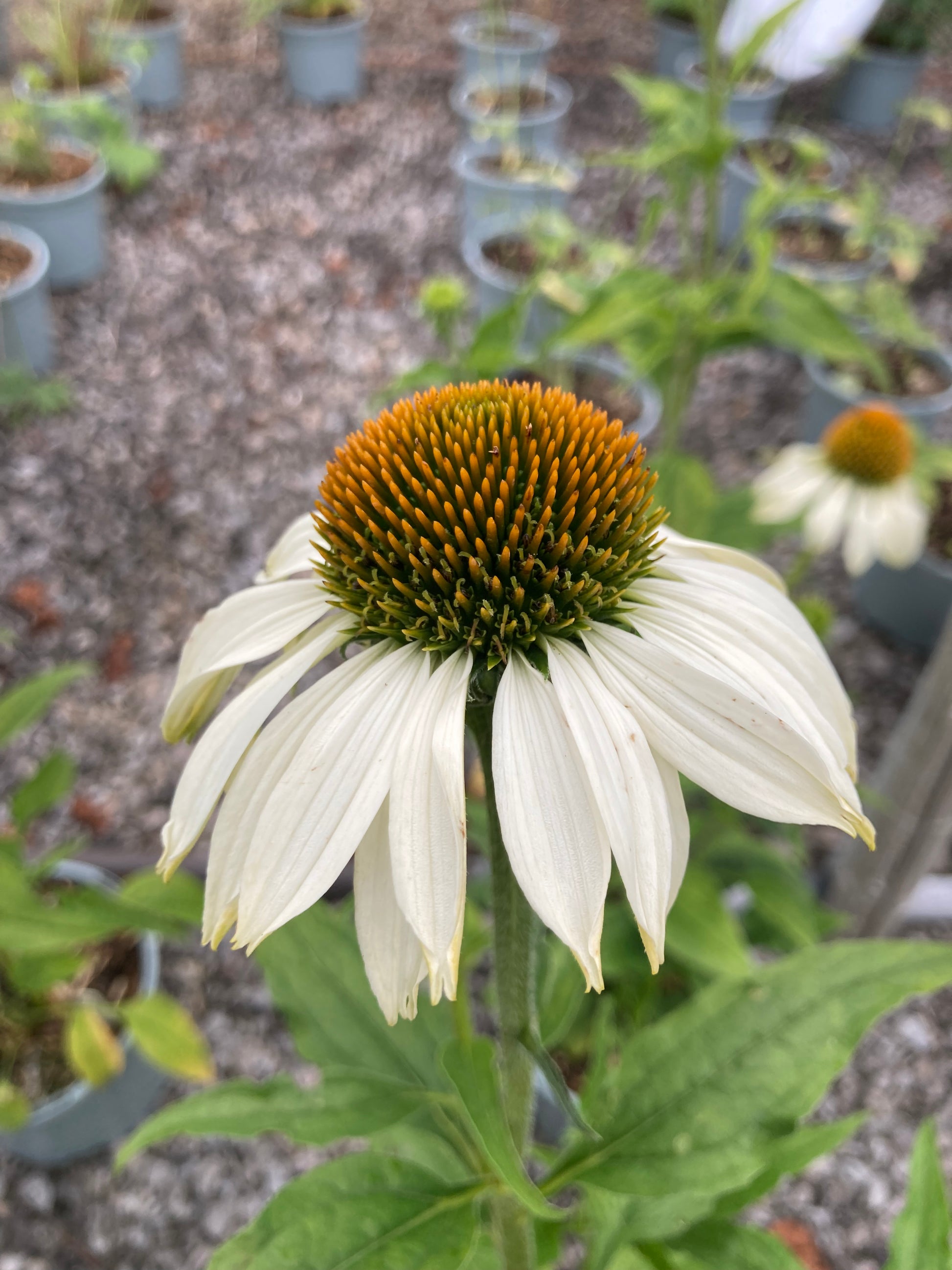 Echinacea purpurea Primadonna White - Champion Plants