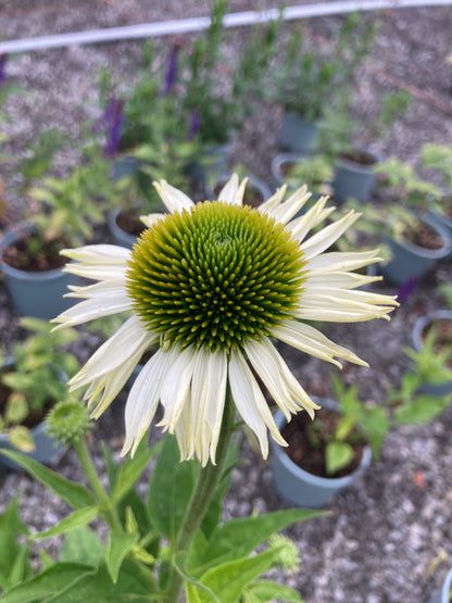 Echinacea purpurea Primadonna White - Champion Plants