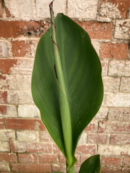 Canna The President - Champion Plants