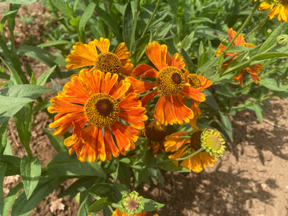 Helenium Waltraut - AGM - Champion Plants