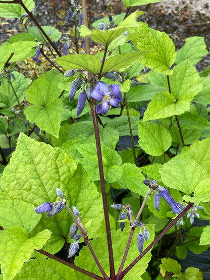 Clematis heracleifolia Cote d'Azur - Champion Plants