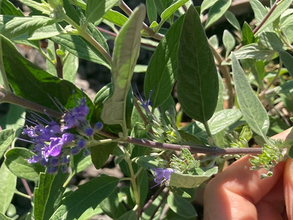 Caryopteris x cland. Dark Knight - Champion Plants