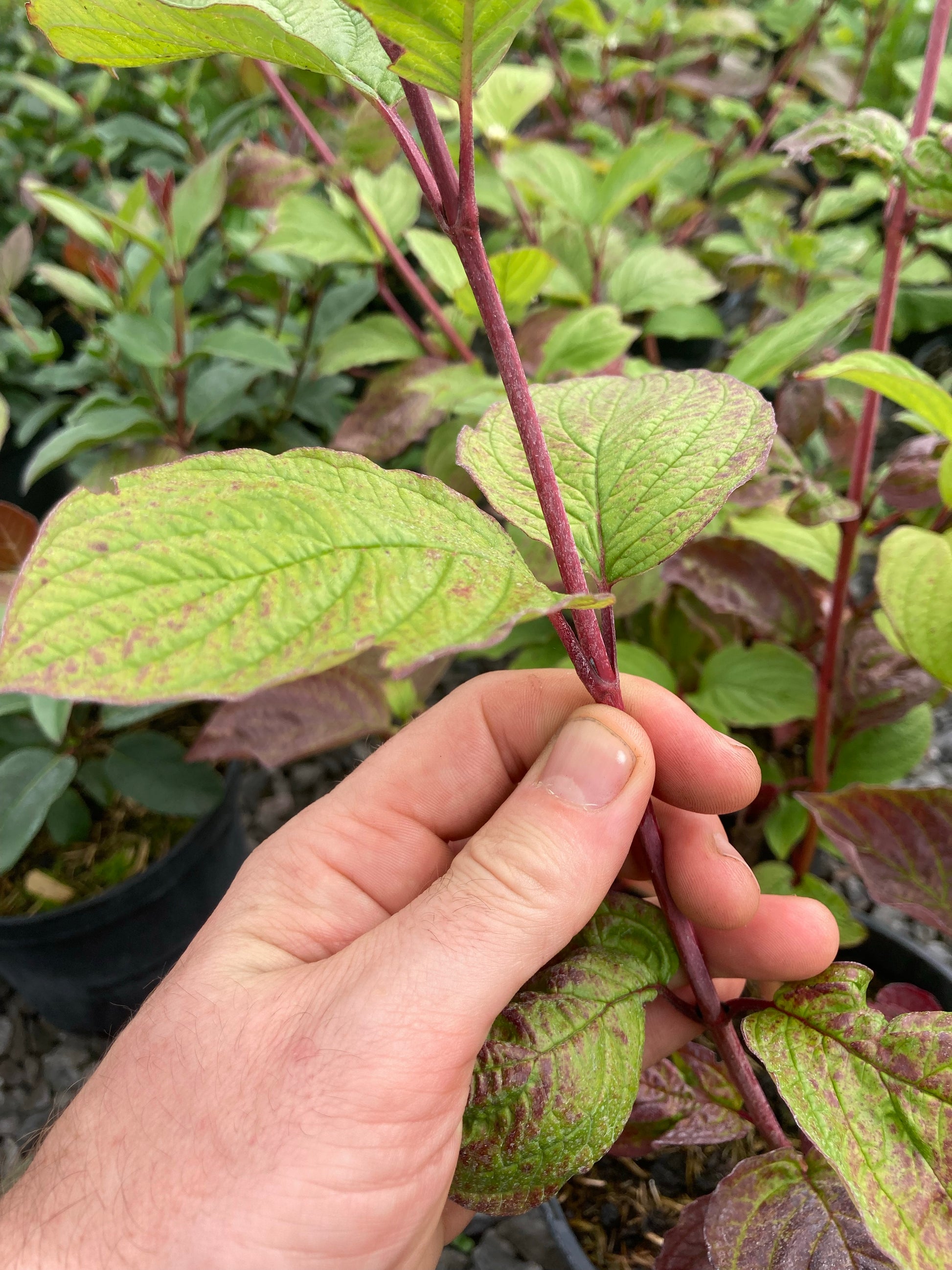 Cornus alba Sibirica - Champion Plants