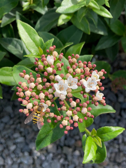 Viburnum tinus - Champion Plants