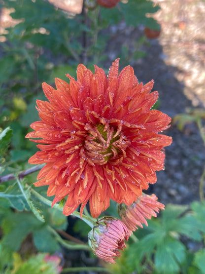 Chrysanthemum Paul Boissier - Champion Plants