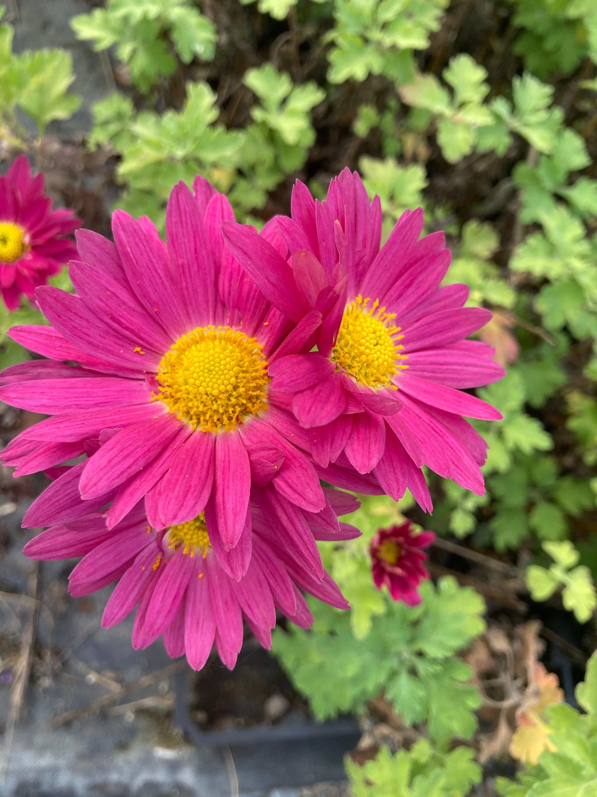 Chrysanthemum Uri - Champion Plants