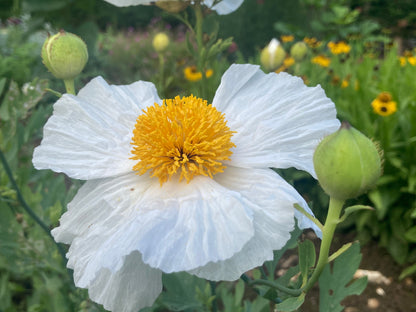 Romneya coulteri - AGM - Champion Plants