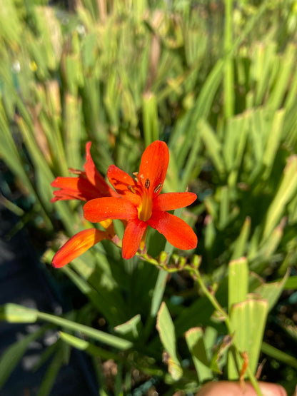 Crocosmia 'Mistral' - Champion Plants