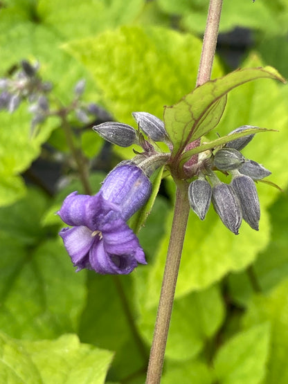 Clematis heracleifolia Cote d'Azur - Champion Plants