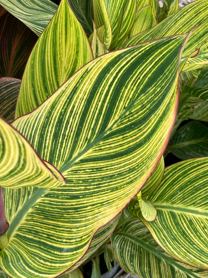 Canna Pretoria (Bengal Tiger) - Champion Plants