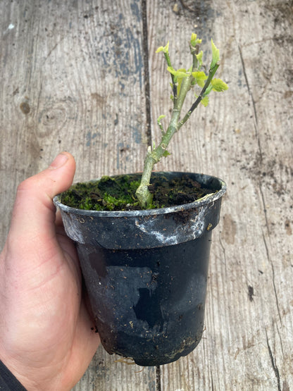 Abutilon Nabob - AGM - Champion Plants