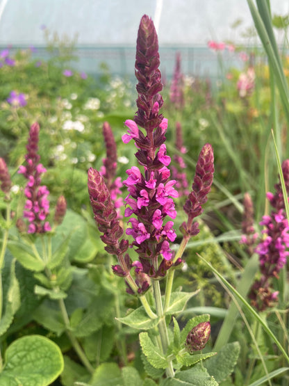 Salvia nemorosa Pink Beauty - Champion Plants