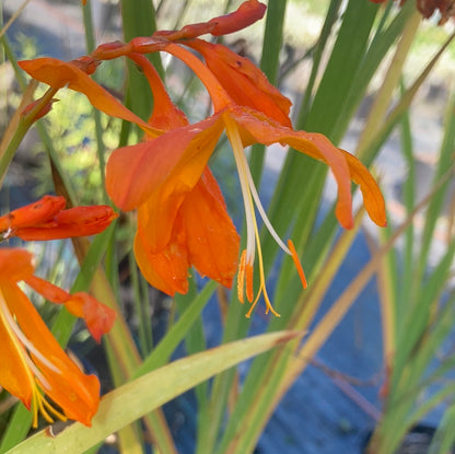 Crocosmia 'Golden Ballerina' - Champion Plants