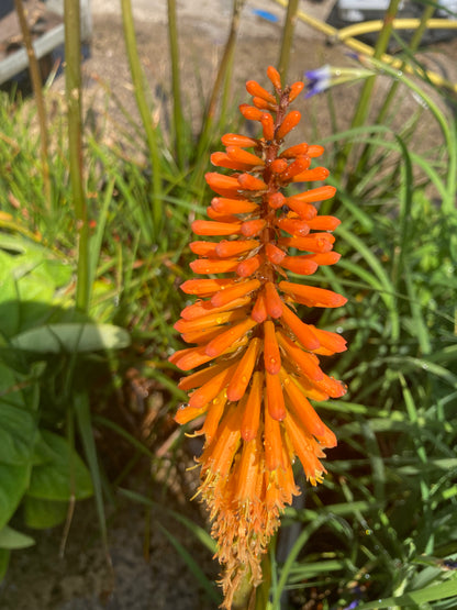 Kniphofia Fiery Fred - Champion Plants