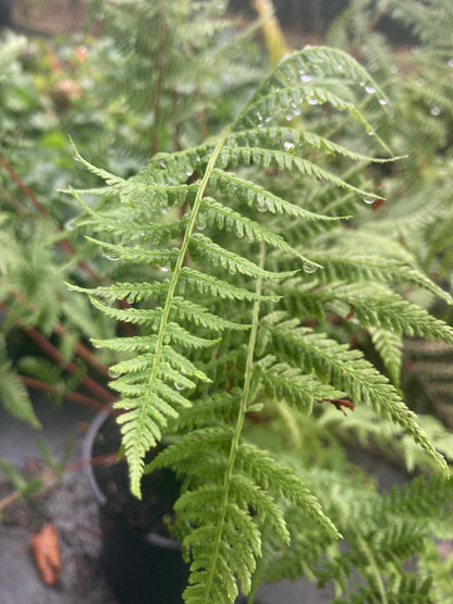 Athyrium otophorum var. okanum - Champion Plants