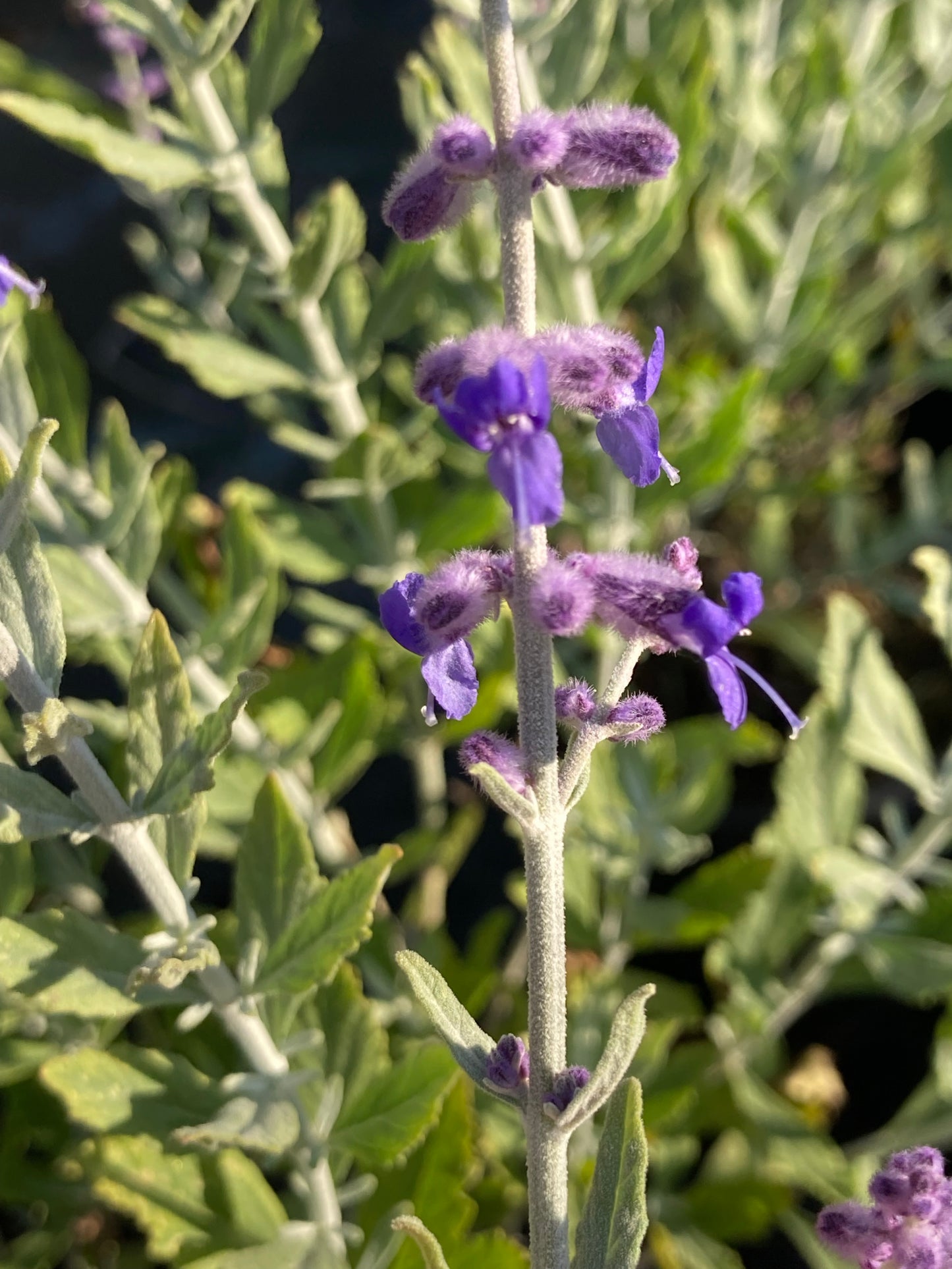 Perovskia Little Spire - Champion Plants