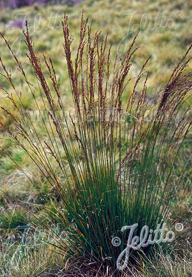 MOLINIA caerulea ssp.caerulea - Champion Plants