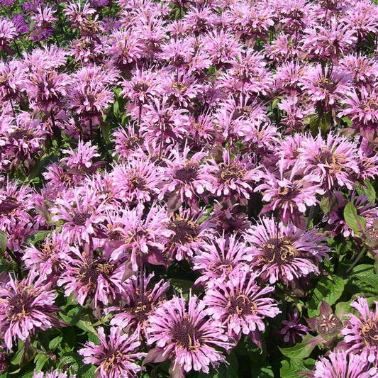 Monarda Croftway Pink - Champion Plants