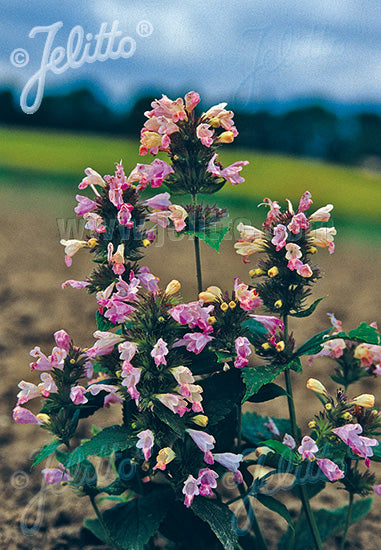 Nepeta subsessilis Pink Dreams - Champion Plants