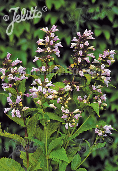 Nepeta subsessilis Pink Dreams - Champion Plants