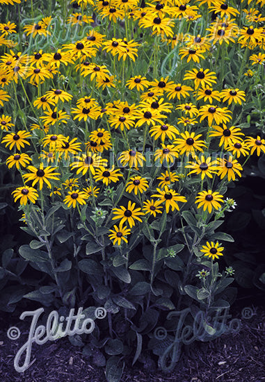 Rudbeckia fulgida var. deamii  - AGM - Champion Plants