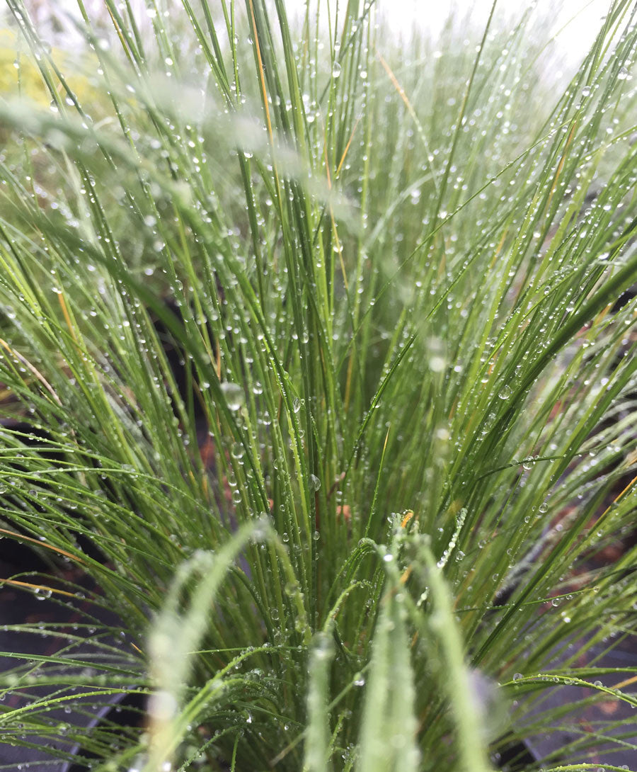 Stipa tenuissima - AGM - Champion Plants