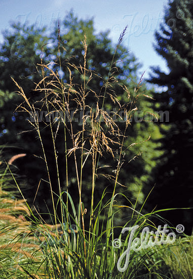 Stipa extremiorientalis - Champion Plants