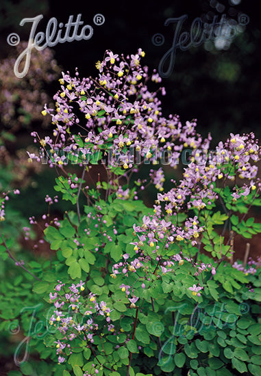 Thalictrum rochebrunianum var. grandisepalum - AGM - Champion Plants