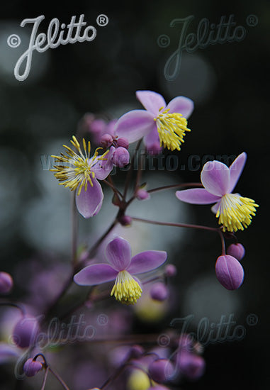 Thalictrum rochebrunianum var. grandisepalum - AGM - Champion Plants