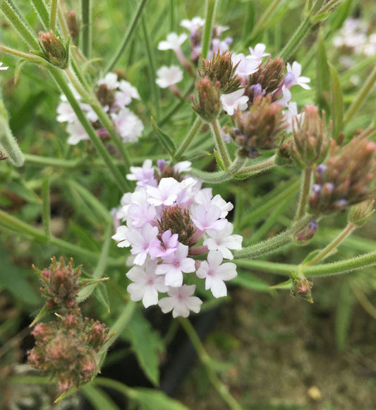 Verbena rigida polaris - Champion Plants