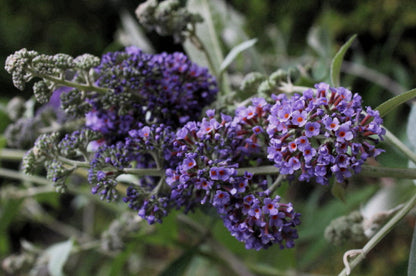 Buddleja (Buddleia) x weyeriana ‘Blue Boy’ Syn.'Boy Blue' - Champion Plants